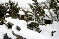 cradle mountain-5473