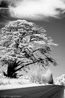 infrared-2756